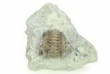 Curled Flexicalymene Trilobite - Indiana #284155-1